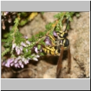 Vespula germanica - Deutsche Wespe - 05 - Teverener Heide.jpg